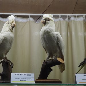 Taxidermy specimens Red-vented cockatoo (Cacatua haematuropygia) and Cockatiel (Nymphicus hollandicus),2019-08-04
