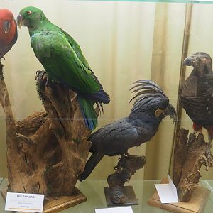 Taxidermy specimens Eclectus roratus, Palm cockatoo (Probosciger aterrimus) and Pesquet's parrot (Psittrichas fulgidus), 2019-08-04