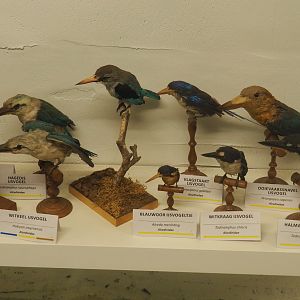 Bird Museum - Taxidermy specimens kingfishers, 2019-08-04