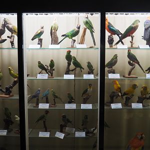 Bird Museum - Taxidermy specimens parrots, 2019-08-04