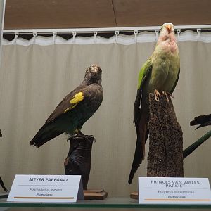 Taxidermy specimens Meyer's parrot (Poicephalus meyeri) and Princess of Wales parakeet (Polytelis alexandrae), 2019-08-04