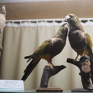 Taxidermy specimens Burrowing parakeets (Cyanoliseus patagonus), 2019-08-04