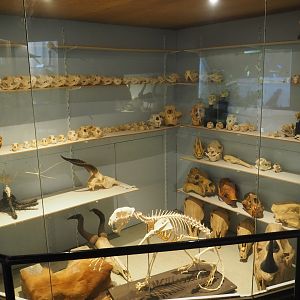 Bird Museum - Display room with mammal skulls and skeletons, 2019-08-04