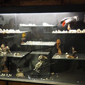 Display case with bird skulls and taxidermy specimens, 2019-08-04