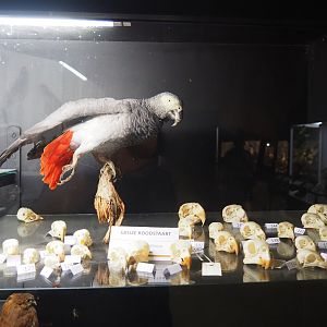 Parrot skulls and taxidermy specimen Congo African grey parrot (Psittacus erithacus), 2019-08-04