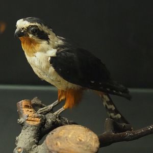 Taxidermy specimen Collared falconet (Microhierax caerulescens), 2019-08-04