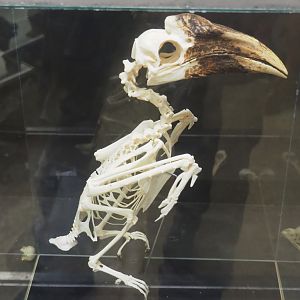 Hornbill skeleton - Unsigned, Species unknown, 2019-08-04