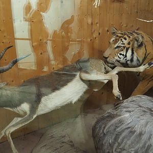 Taxidermy mount of tiger (Panthera tigris) hunting Blackbuck (Antilope cervicapra), 2019-08-04