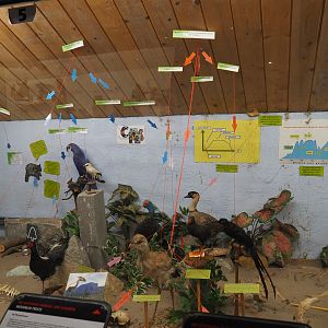 Bird Museum - Confusing display on endangerment and extinction, 2019-08-04
