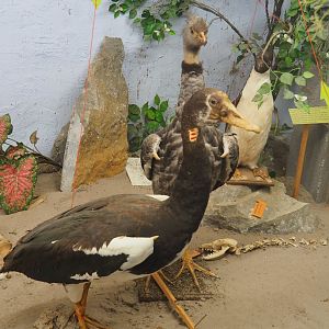 Bird Museum - Taxidermy specimens large birds, 2019-08-04