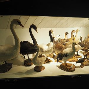 Bird Museum - Taxidermy specimens Anseriformes, 2019-08-04