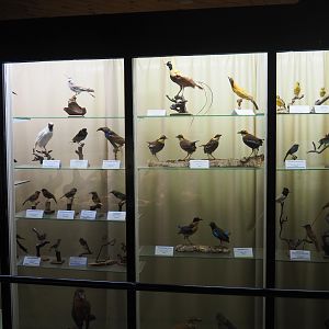 Bird Museum - Taxidermy specimens Passeriformes, 2019-08-04