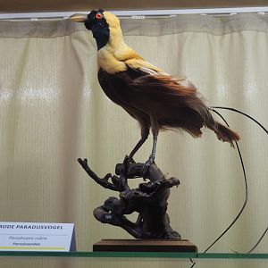 Taxidermy specimen Red bird-of-paradise (Paradisaea rubra), 2019-08-04