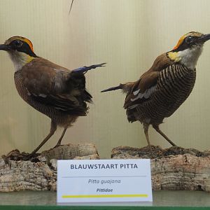 Taxidermy specimens Javan banded pitta (Hydrornis guajanus), 2019-08-04