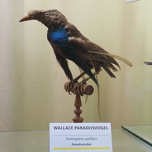 Taxidermy specimen Wallace's standardwing (Semioptera wallacii), 2019-08-04