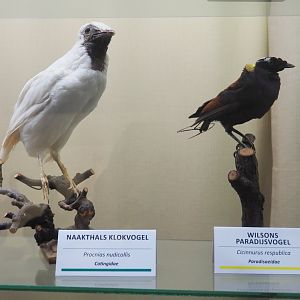 Taxidermy specimens Bare-throated bellbird (Procnias nudicollis) and Wilson's bird-of-paradise (Cicinnurus respublica), 2019-08-04