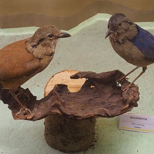 Taxidermy specimens Giant pitta (Hydrornis caeruleus), 2019-08-04