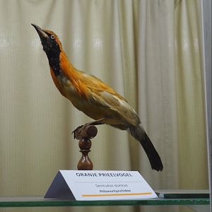 Taxidermy specimen Masked bowerbird (Sericulus aureus), 2019-08-04