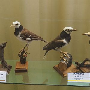 Taxidermy specimens Eurocephalus anguitimens and Gracupica nigricollis, 2019-08-04
