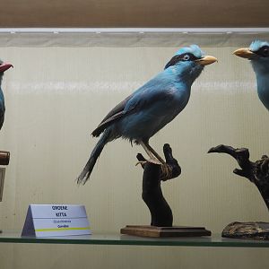 Taxidermy specimens Common green magpie (Cissa chinensis), 2019-08-04