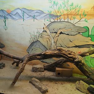 Eastern Montpellier snake terrarium, 2019-08-04