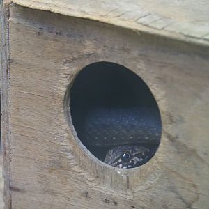 Eastern Montpellier snake (Malpolon insignitus) in hide, 2019-08-04