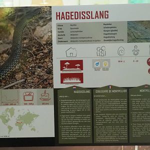 Sign Eastern Montpellier snake, 2019-08-04