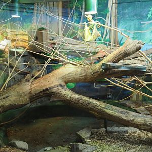 Pygmy marmoset exhibit, 2019-08-04