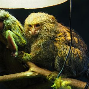 Pygmy marmoset (Cebuella pygmaea), 2019-08-04