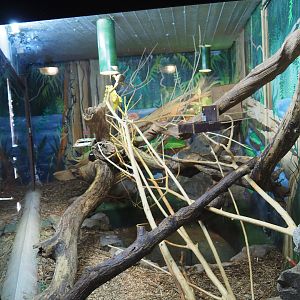 Pygmy marmoset exhibit, 2019-08-04