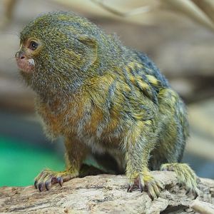 Pygmy marmoset (Cebuella pygmaea), 2019-08-04