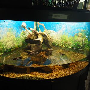 Blue crayfish (Procambarus alleni) aquarium, 2019-08-04