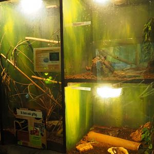 Death's head cockroach, Madagascar hissing cockroach and White-lipped pit viper terraria, 2019-08-04