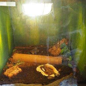 Death's head cockroaches (Blaberus craniifer) terrarium, 2019-08-04