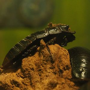 Madagascar hissing cockroach (Gromphadorhina portentosa), 2019-08-04