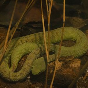 White-lipped pit viper (Trimeresurus albolabris), 2019-08-04