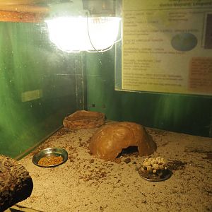 Terrarium leopard gecko, 2019-08-04
