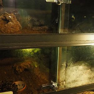 Tarantula terraria, 2019-08-04