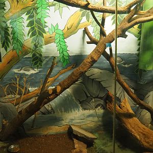 Terrarium Tokay gecko, 2019-08-04