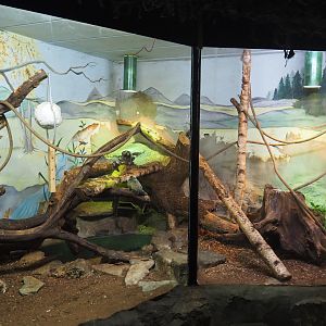 Common marmoset exhibit, 2019-08-04