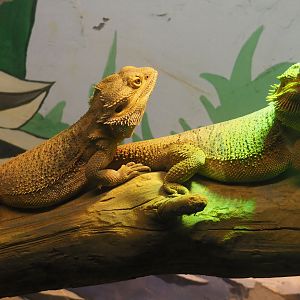 Central bearded dragons (Pogona vitticeps), 2019-06-01