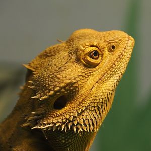Central bearded dragon (Pogona vitticeps), 2019-06-01