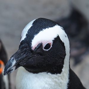 African black-footed penguin (Spheniscus demersus), 2019-08-11