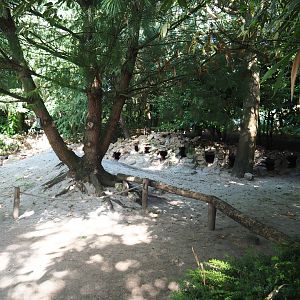 African black-footed penguin nesting area, 2019-08-11