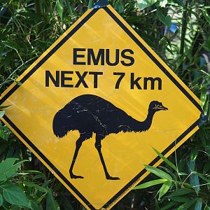 Australian emu road sign, 2019-08-11