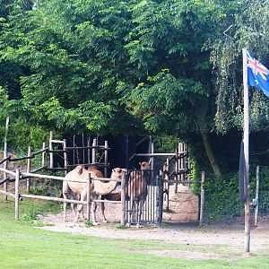 Dromedary camel holding paddock and Australian flag, 2019-08-11