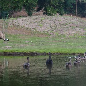 Australian Outback - Emu (Dromaius novaehollandiae) and Black swans (Cygnus atratus), 2019-08-11
