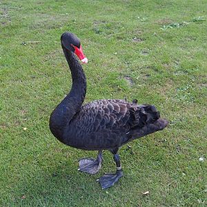 Black swan (Cygnus atratus), 2019-08-11