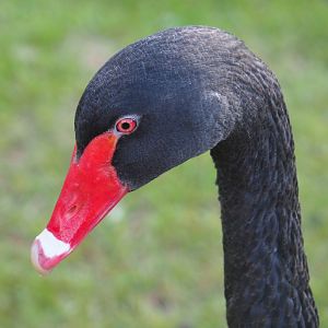 Black swan (Cygnus atratus), 2019-08-11