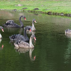 Black swan family (Cygnus atratus), 2019-08-11